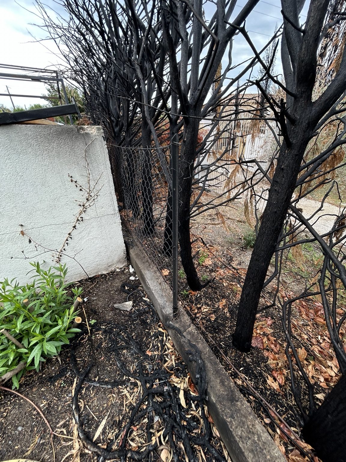 Végétation et clôture touchées par l’incendie